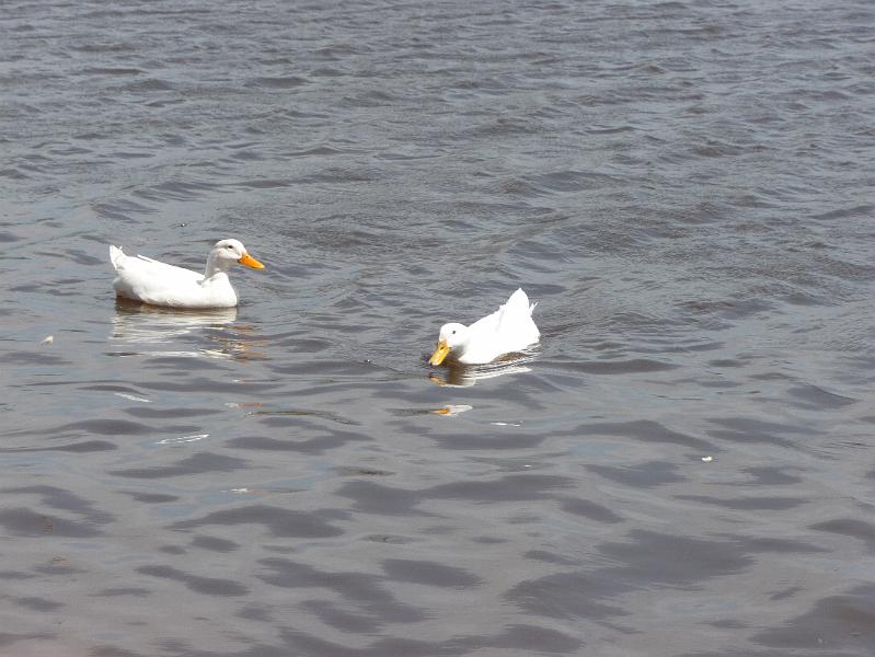 White ducks.JPG